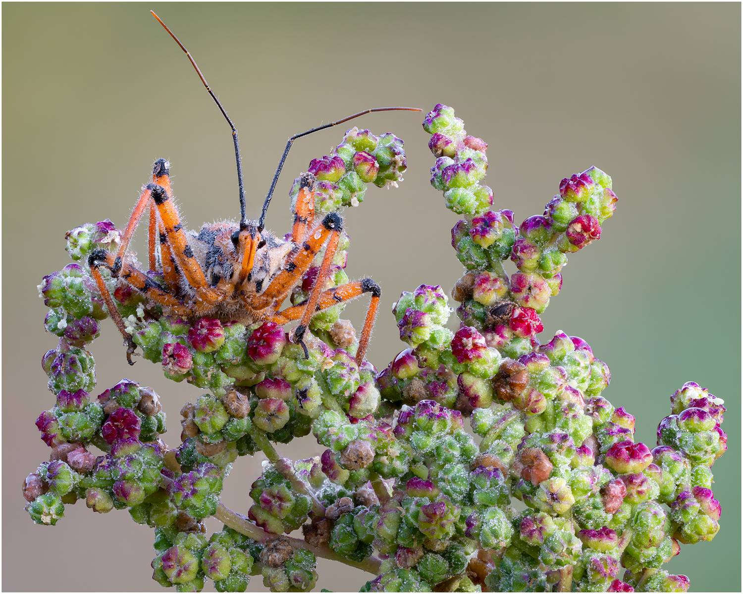 клоп, rhynocoris punctiventris, Alexsandr Grigoriev