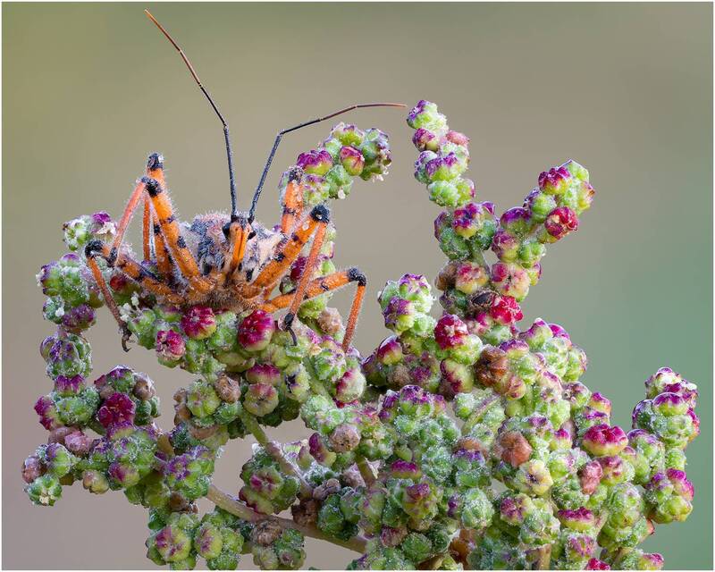клоп, rhynocoris punctiventris Клоп (Rhynocoris punctiventris) фото превью