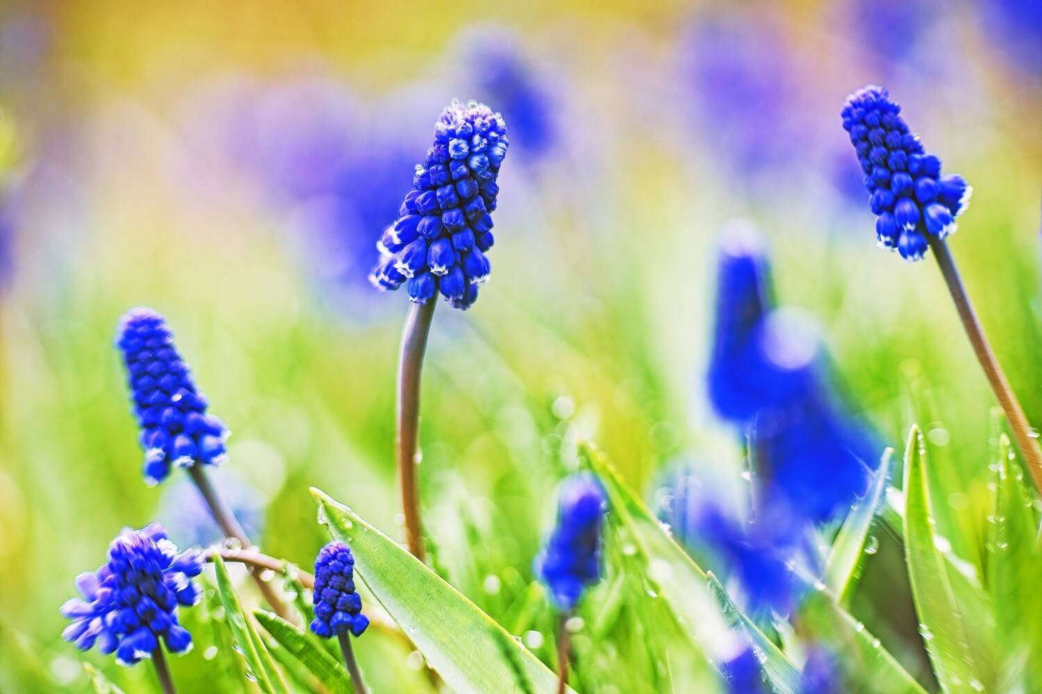 , Орлов Олег