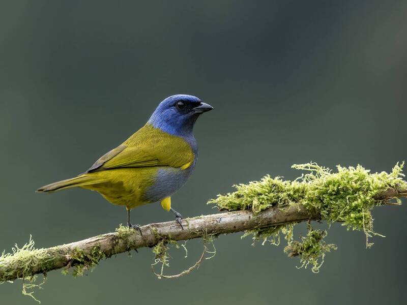 Blue-capped Tanager фото превью