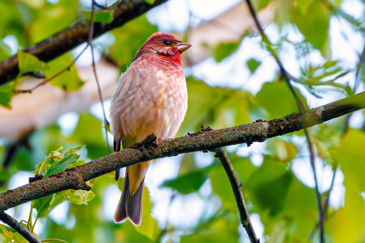 чечевица, Алексей Волков
