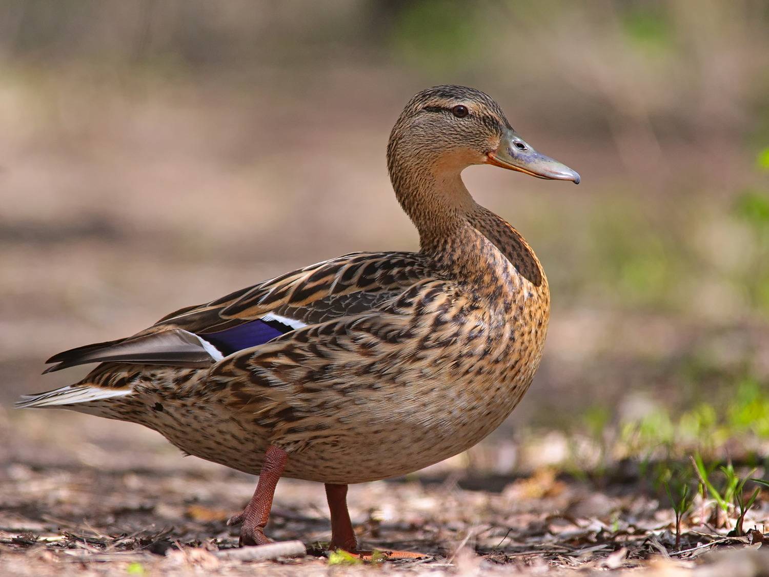 кряква, anas platyrhynchos, sergey izoya