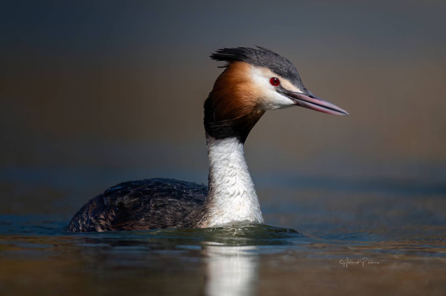 чомга, Плеханов Александр