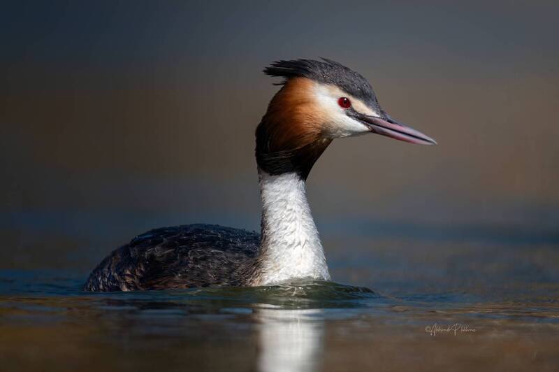 чомга Чомга вплывает в кадр фото превью