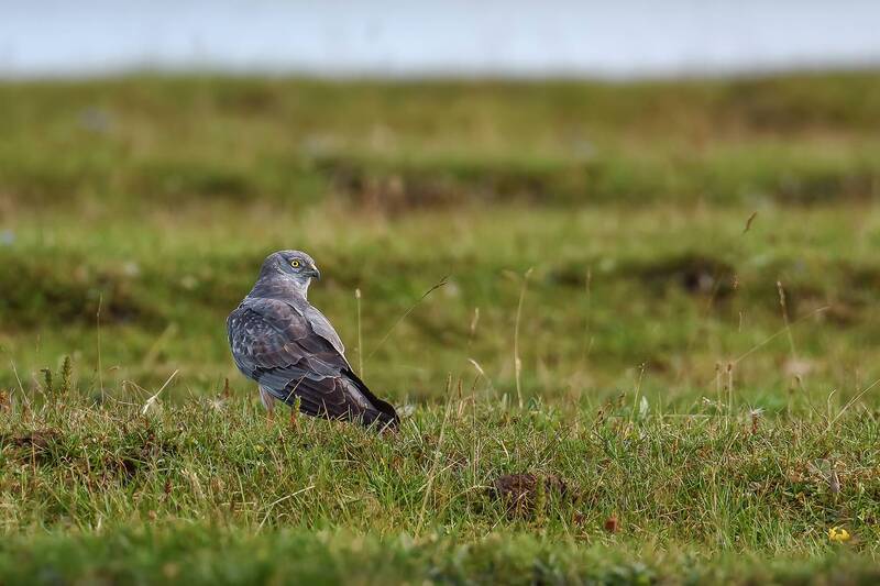 кавказ, кчр, птицы, лунь, фауна Сизый фото превью