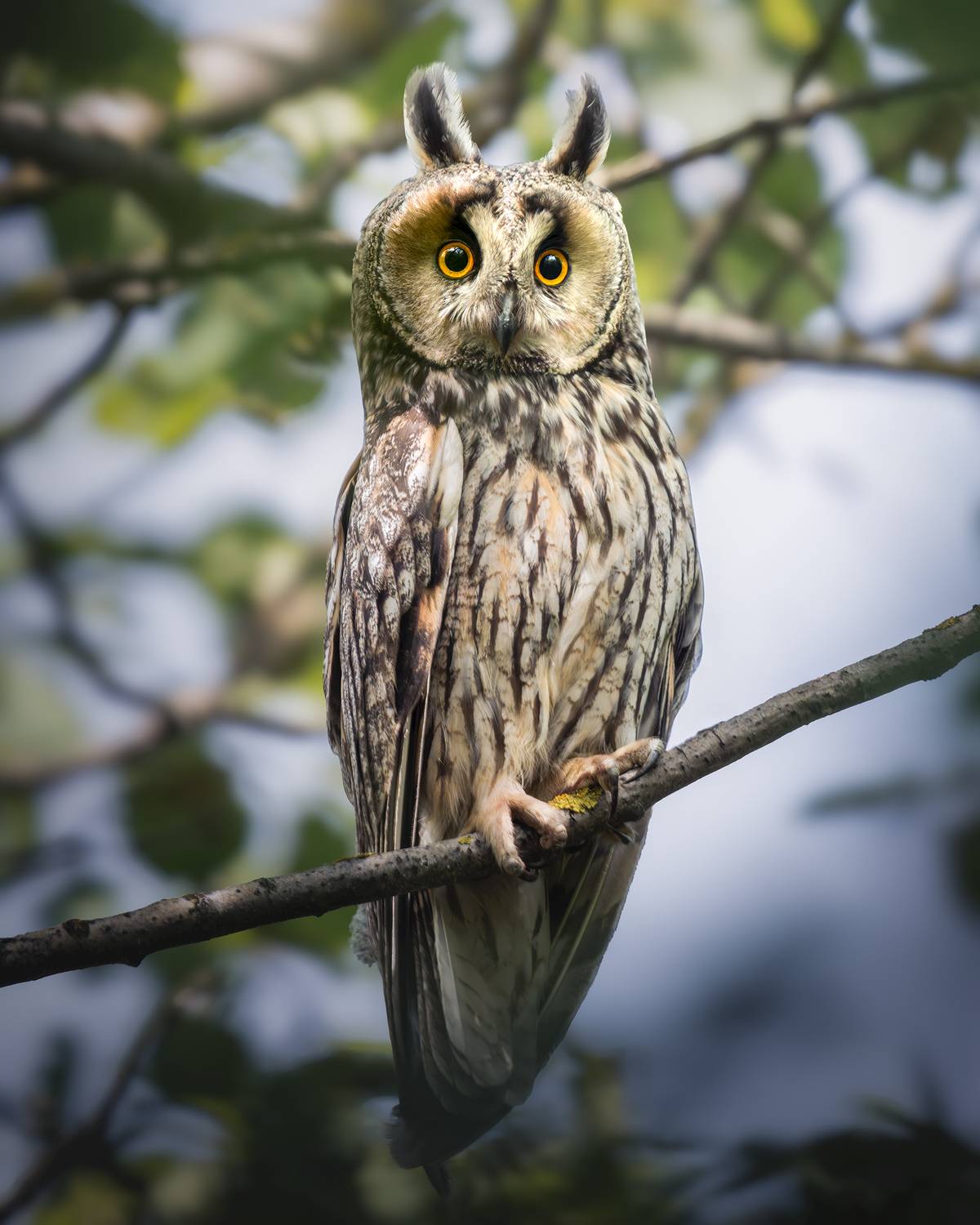 , Поляков Михаил