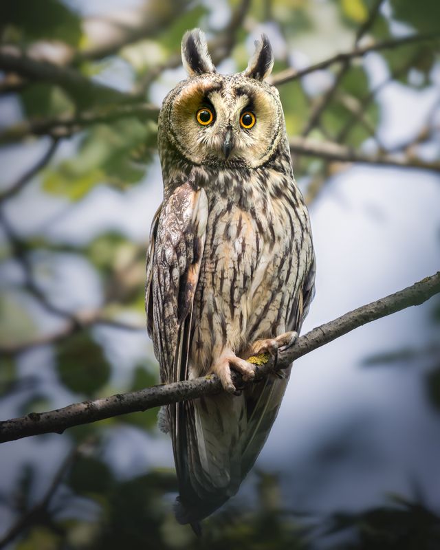 Ушастая сова (Asio otus)  фото превью