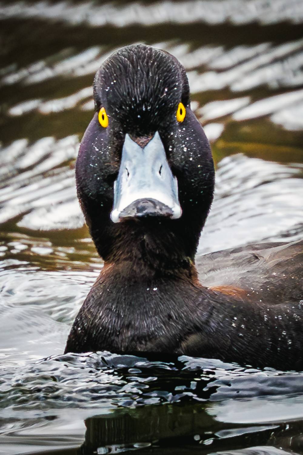 хохлатая, чернеть, Волков Алексей
