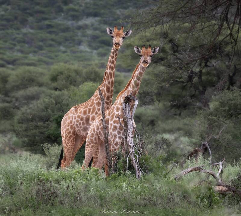 Пятнистое очарование фото превью
