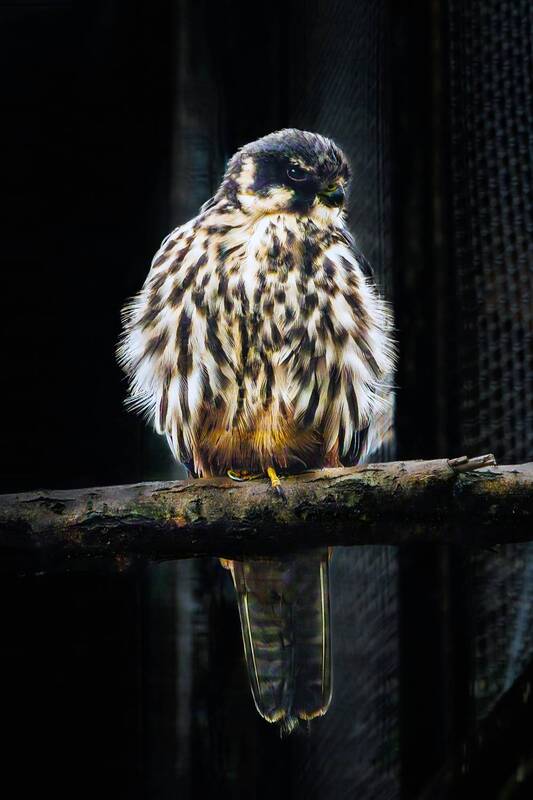 чеглок  фото превью