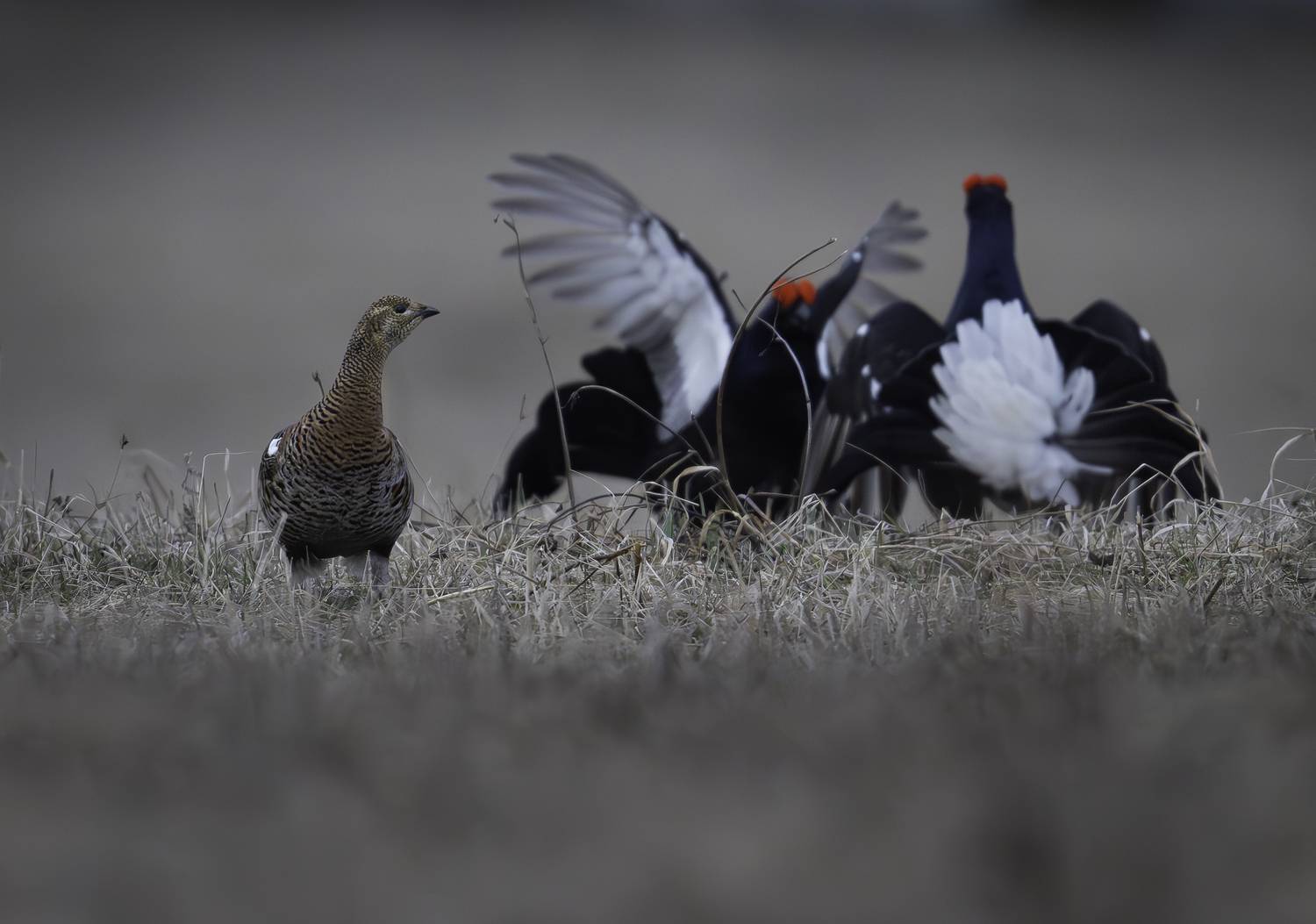 , Ширгин Сергей