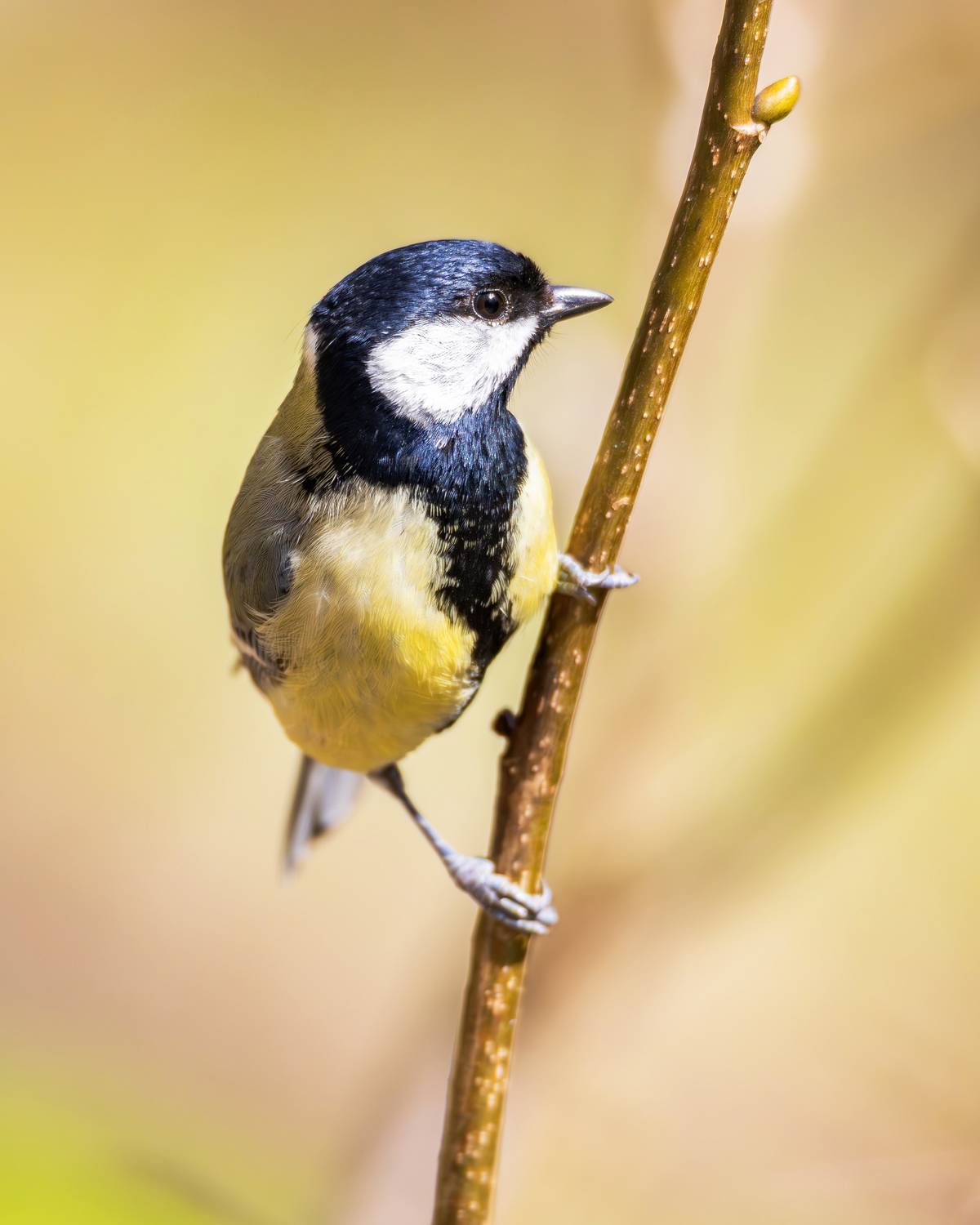 большая синица, синица, фотоохота, животные, птицы, птицы москвы, дикие птицы, весна, апрель, парк царицыно, птицы европы, птицы мира, орнитология, птицы россии, живая природа, Жгилёв Сергей