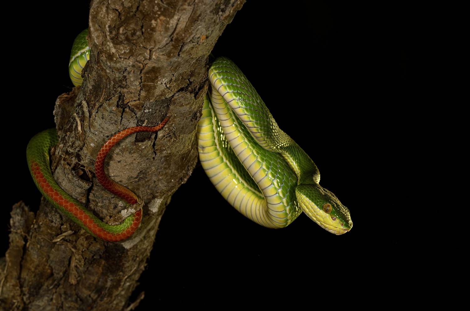 , Владимир Цветов