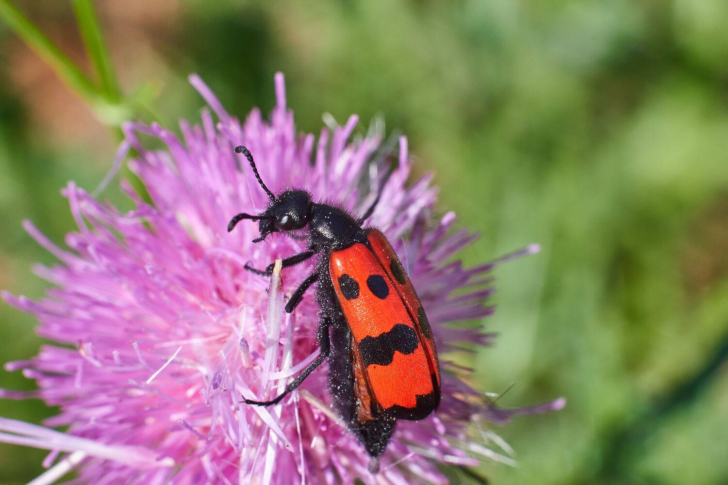 Mylabris quadripunctata, Четырехточечный Нарывник, Павел Сторчилов