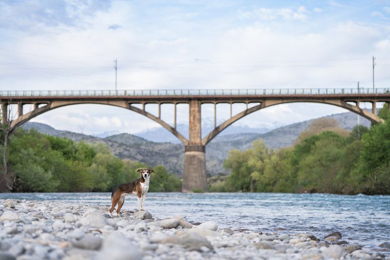 The Bridge фото превью