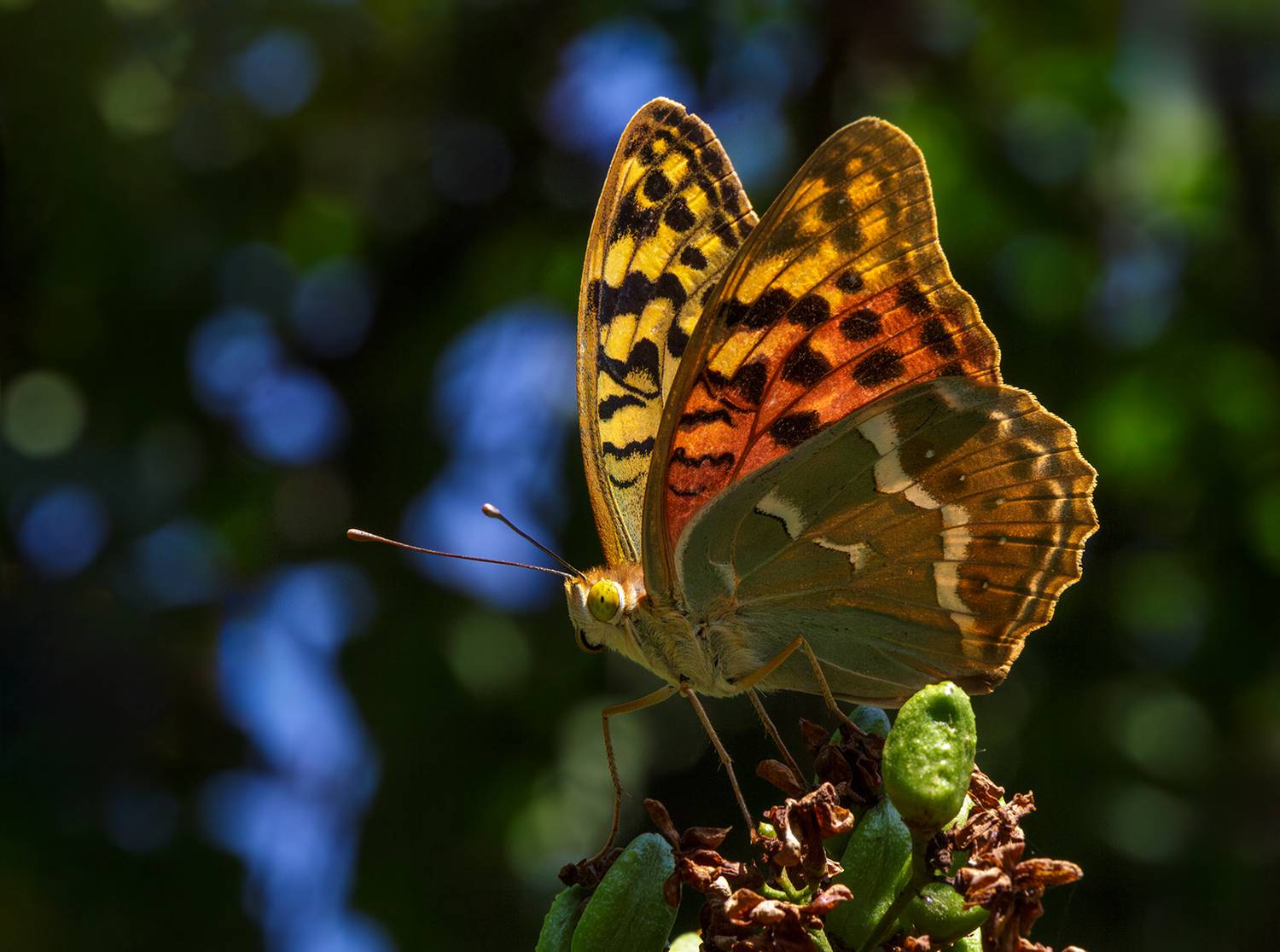 , Нижников Михаил