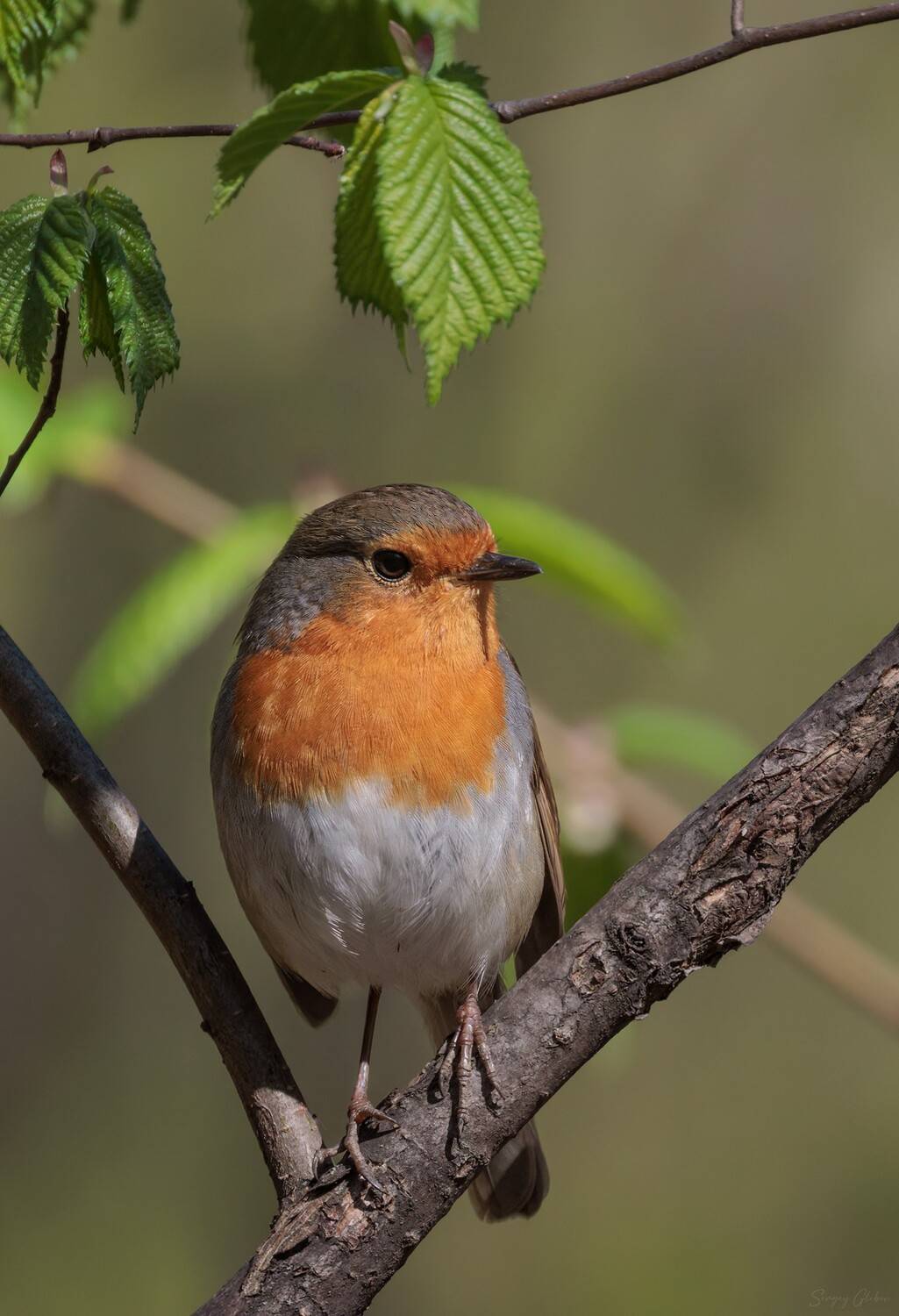 , Глебов Сергей