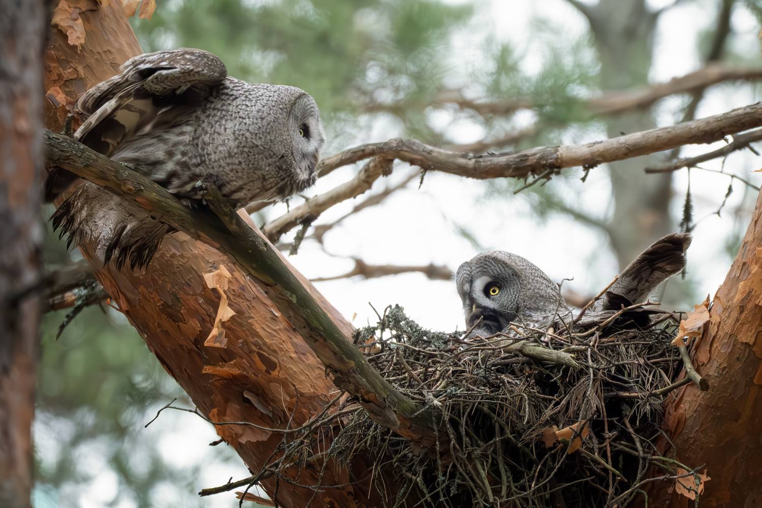 , Полина Шальнева