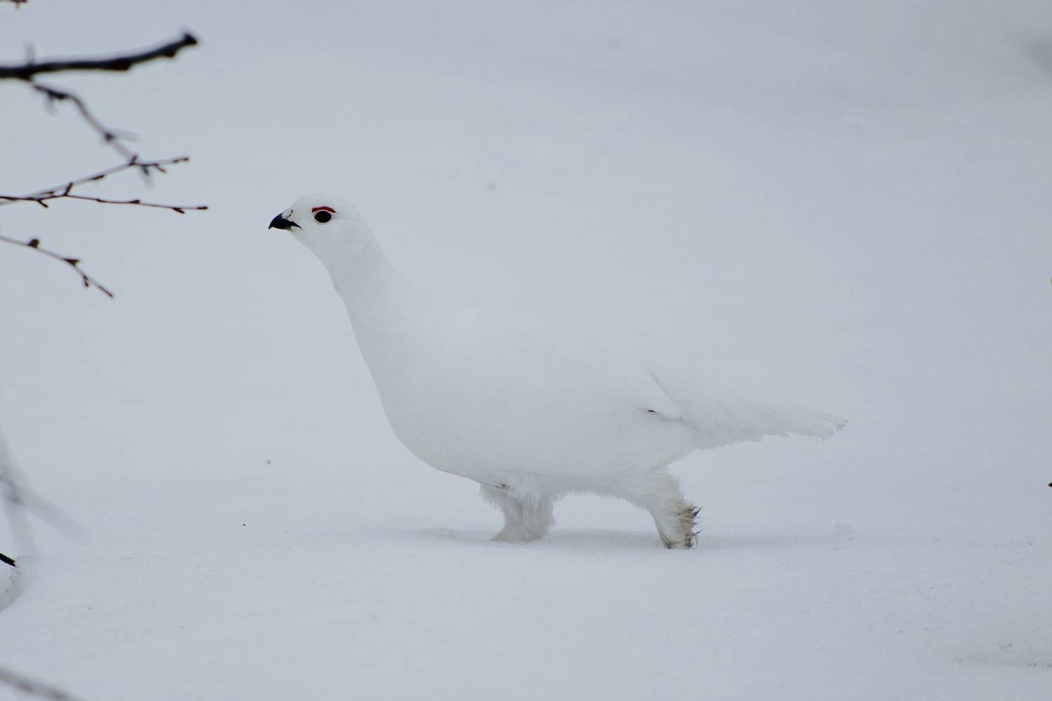 , Леонид Голубков