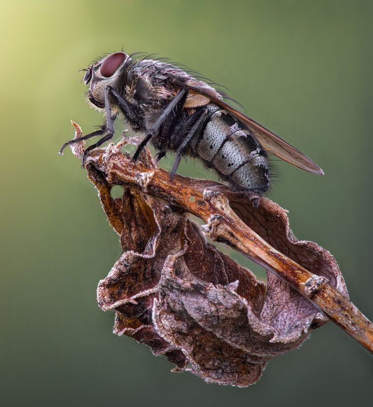 insect, fly, macro, morning, leaf, leaves Morning perch фото превью