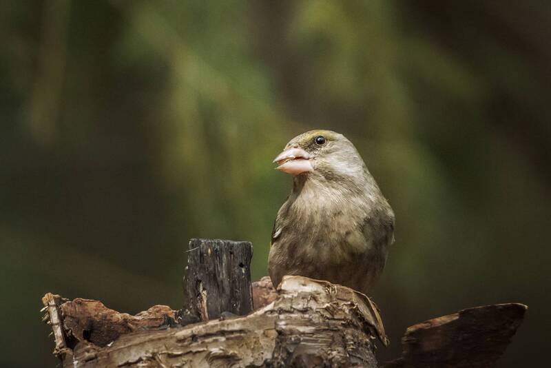 зеленушка, птицы, лес, весна Зеленушка фото превью