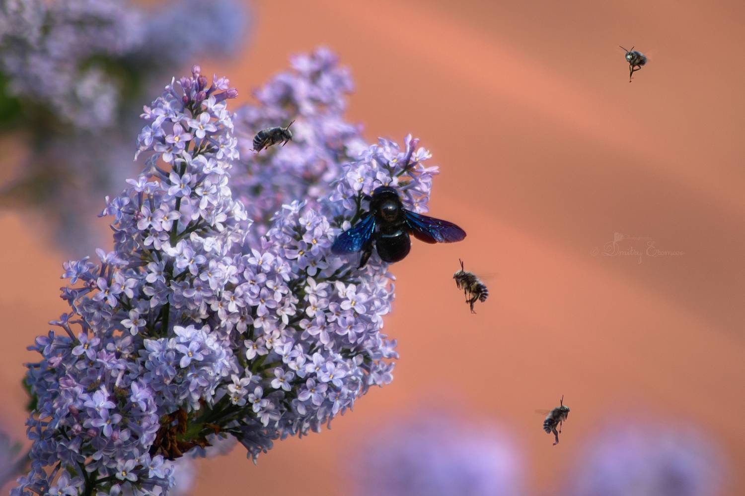 сирень, весна, опылители, Дмитрий Еремеев