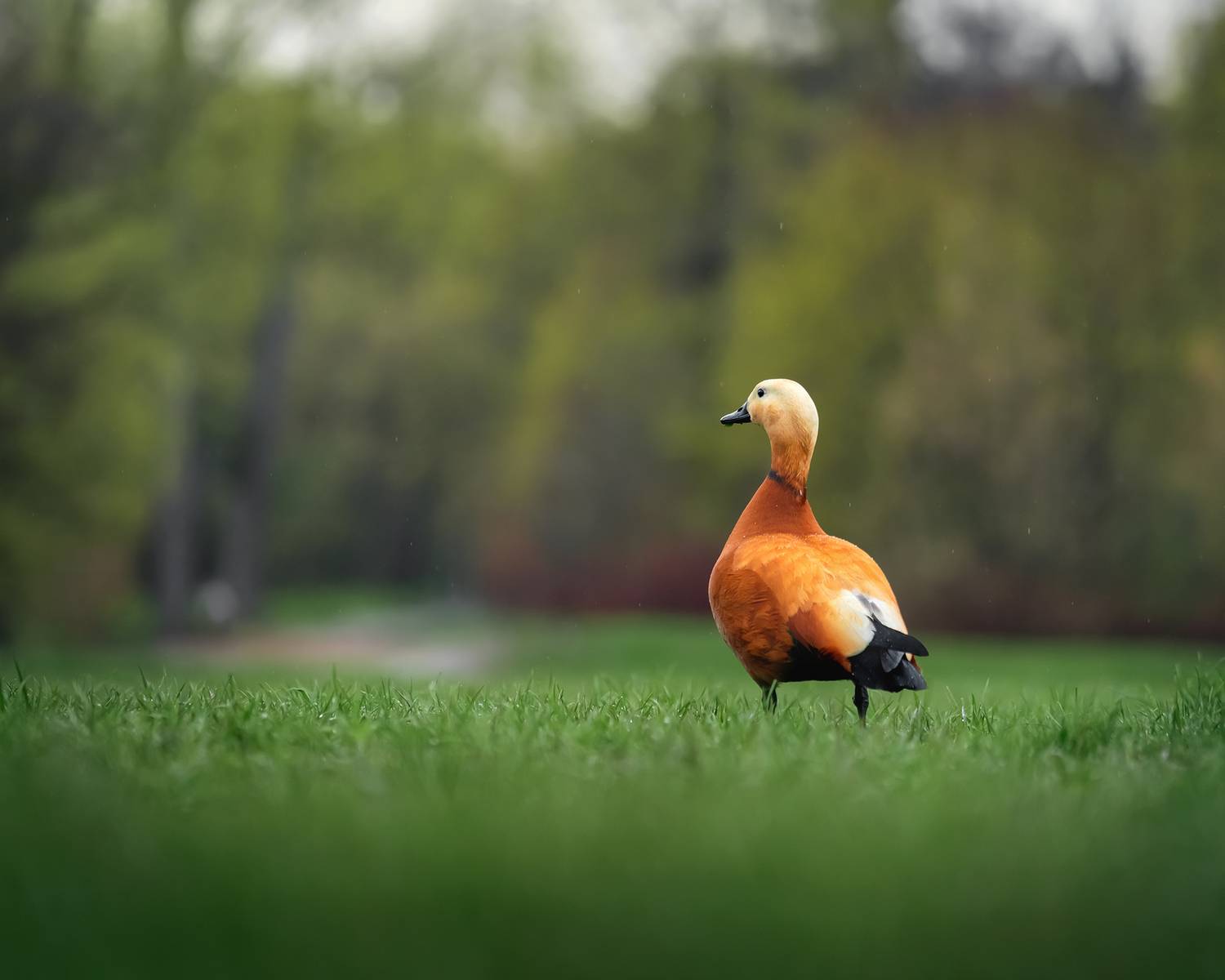 , Людмила Завьялова