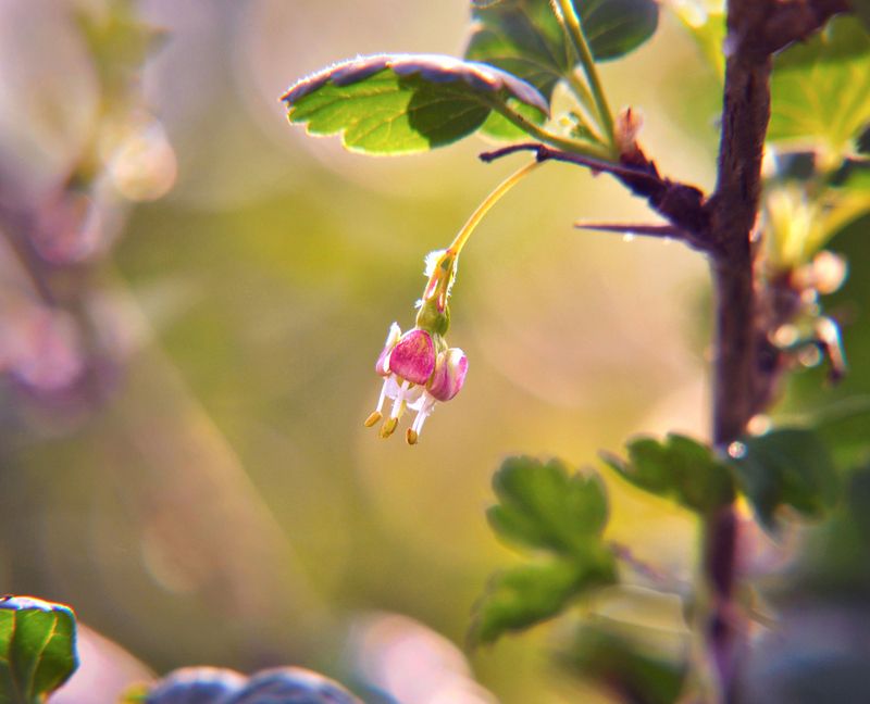 весна, макро, цветы, крыжовник, природа, сад, апрель, spring, nature, flowers, april, macro Цветёт крыжовник  фото превью