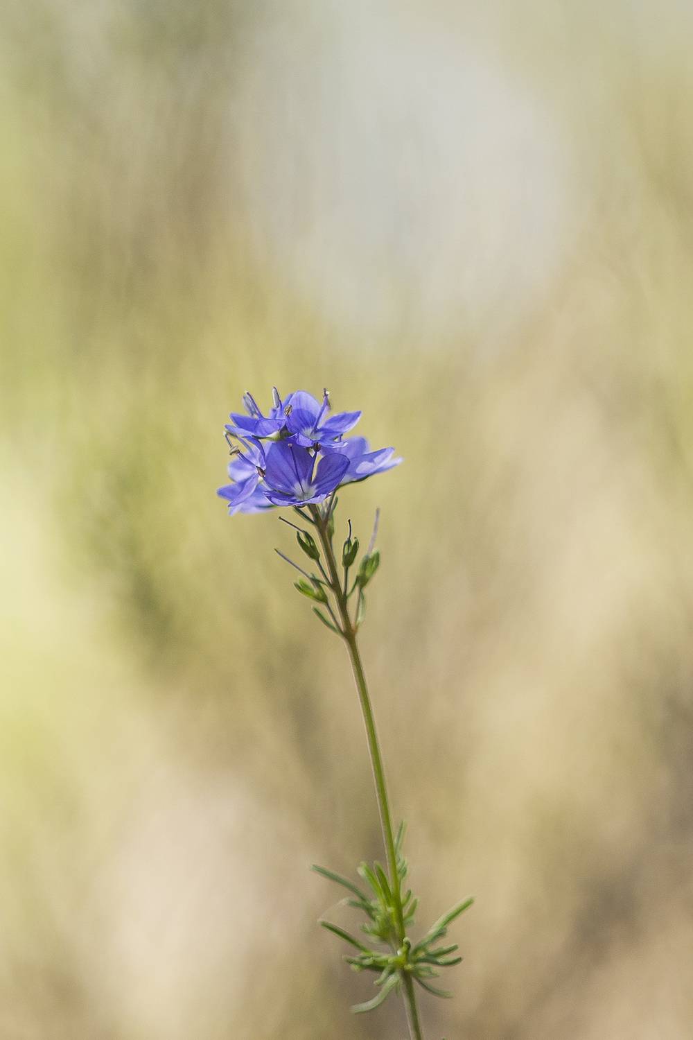 plant, floxer, botany, close up, springtime, nature, Andr&eacute;s Emilio