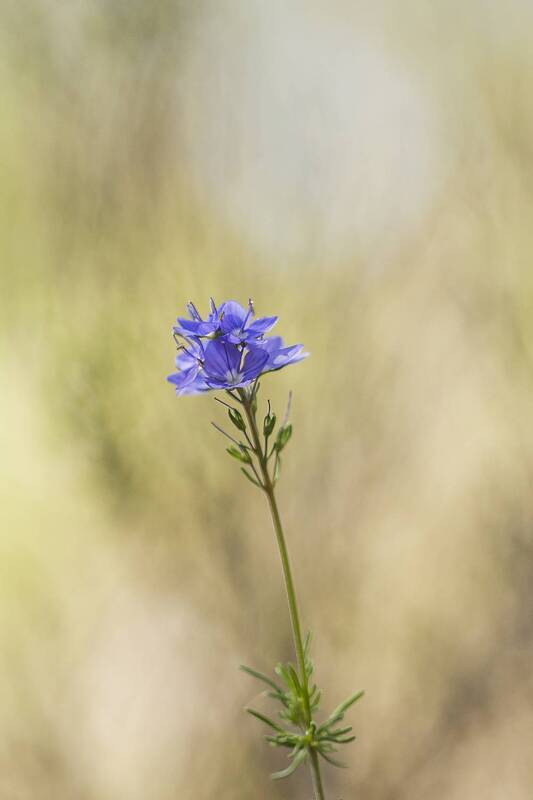 plant, floxer, botany, close up, springtime, nature Veronica фото превью