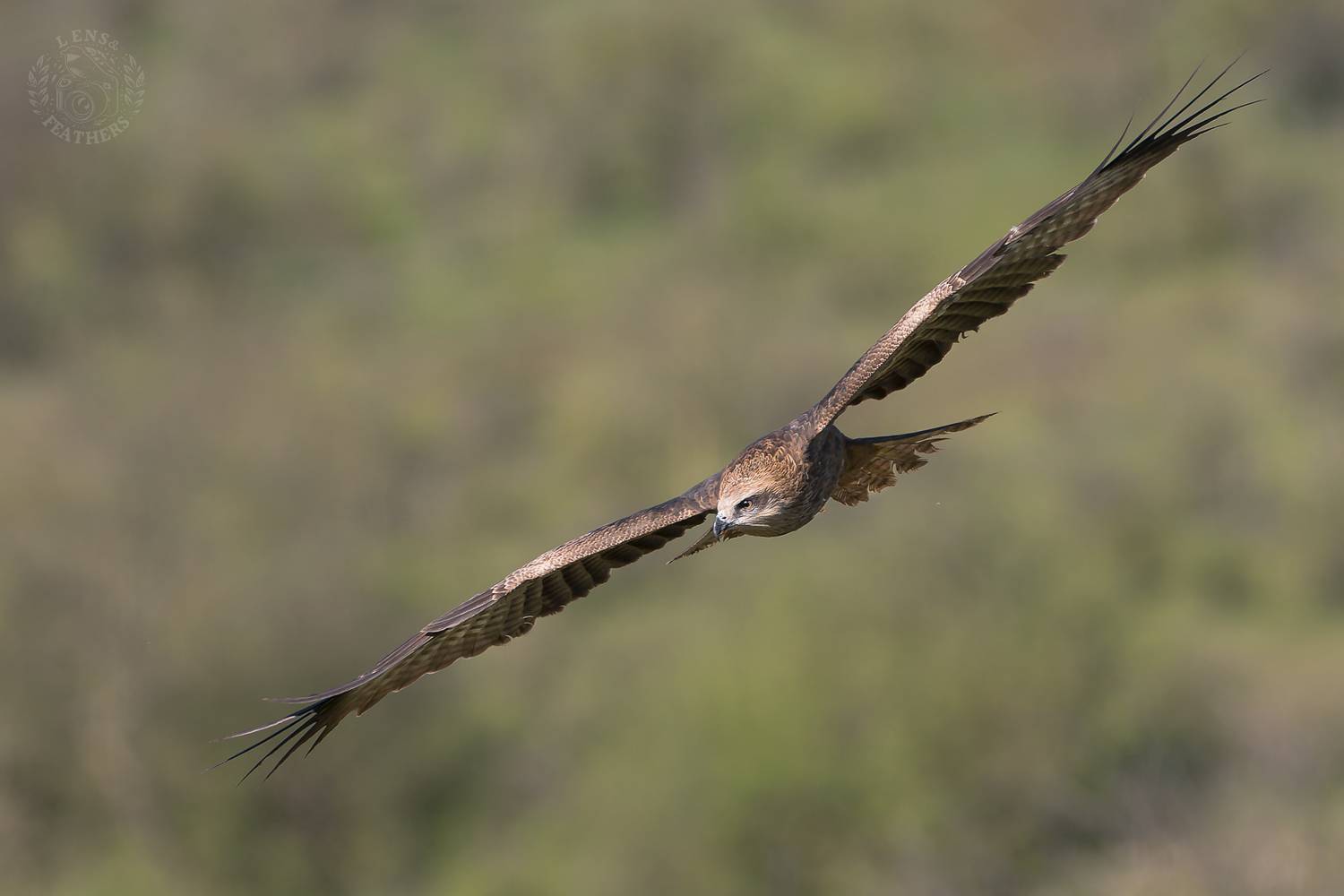 , Евгени Стефанов