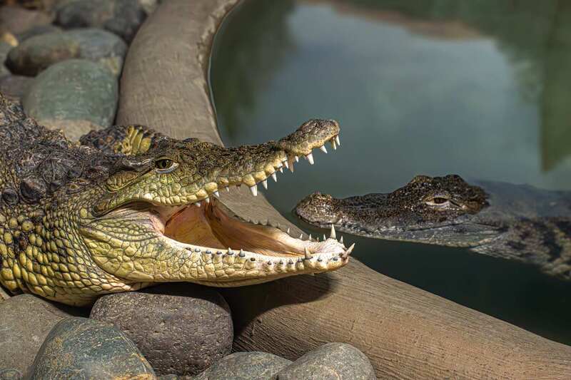 Нильский крокодил фото превью