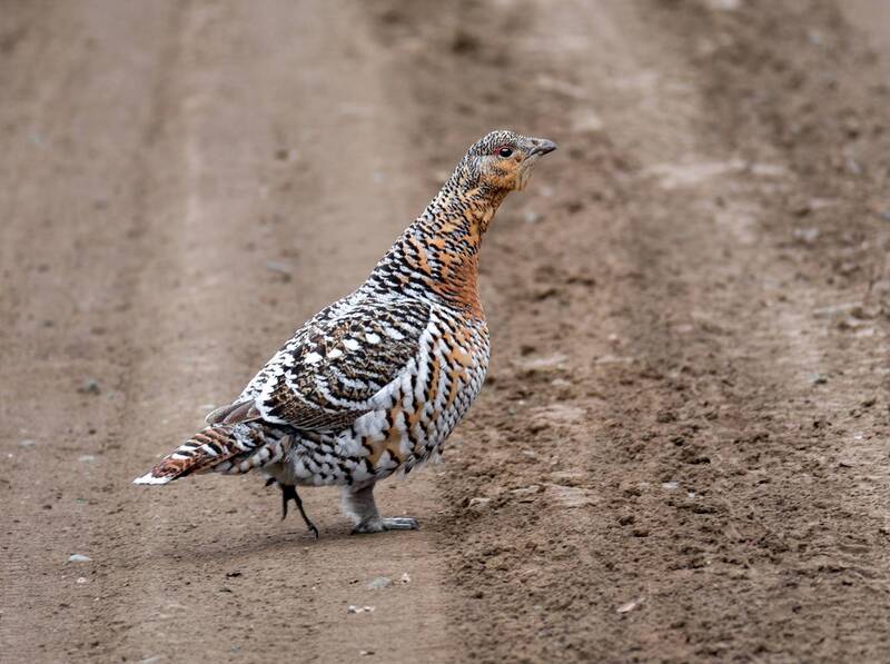 птица, глухарь, капалуха, самка Капалуха. фото превью
