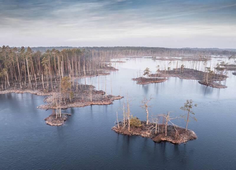 Утро на болоте фото превью