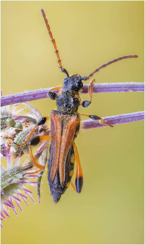 жук, жук усач, stenopterus rufus syriacus Жук усач(Stenopterus rufus syriacus). фото превью