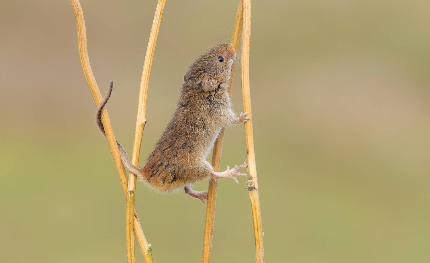 harvest mouse, animals, nature, wildlife, canon, MARIA KULA