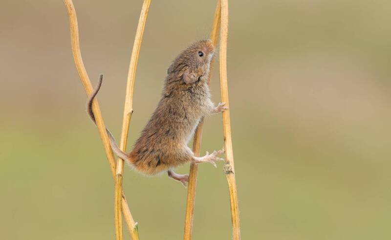 harvest mouse, animals, nature, wildlife, canon Harvest Mouse фото превью