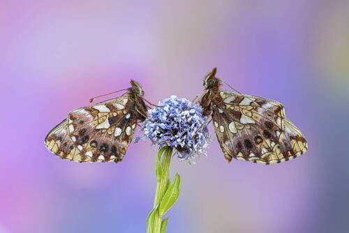 Springtime crystal