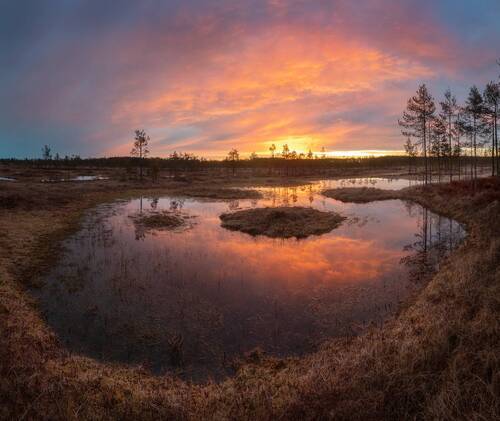 Утро на болоте