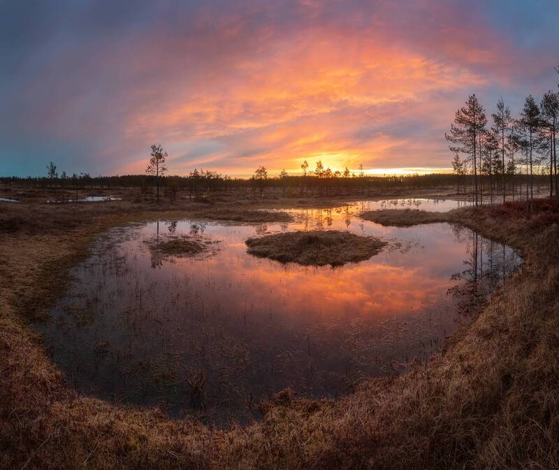 Утро на болоте фото превью