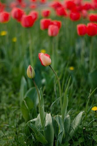 Апрель тюльпановый отрадно воспеваю.