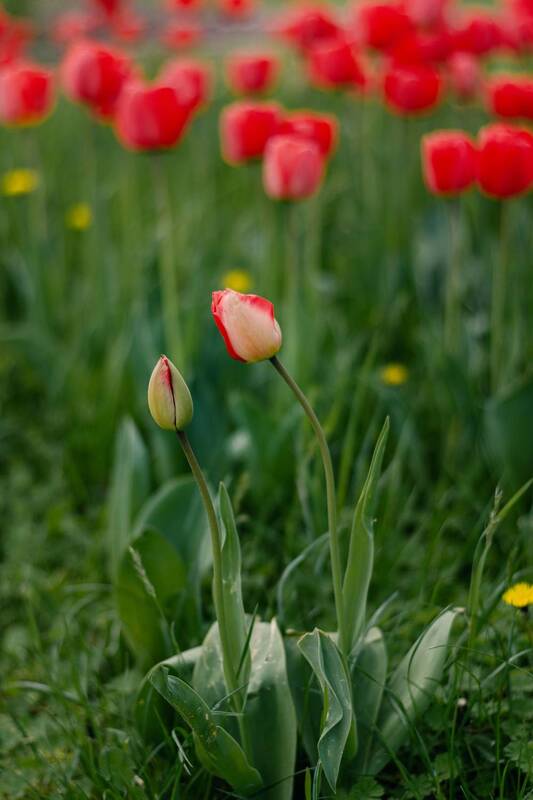 весна, апрель, цветы, тюльпаны, цветение, красота, природа, атмосфера, алое, желтое, мануаьная_оптика, винтажный_объектив, helios_44_2, гелиос_44_2 Апрель тюльпановый отрадно воспеваю. фото превью
