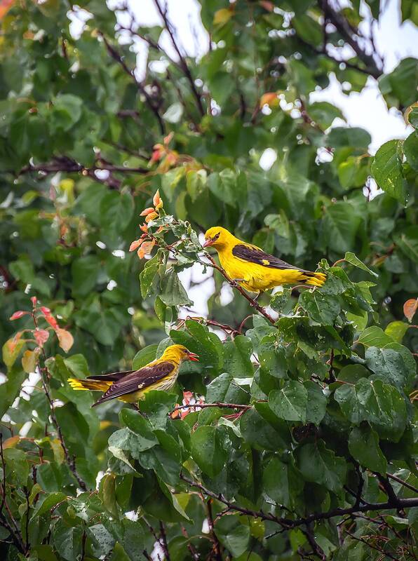кавказ, кмв, птицы, фауна, иволга Лимонный дуэт фото превью