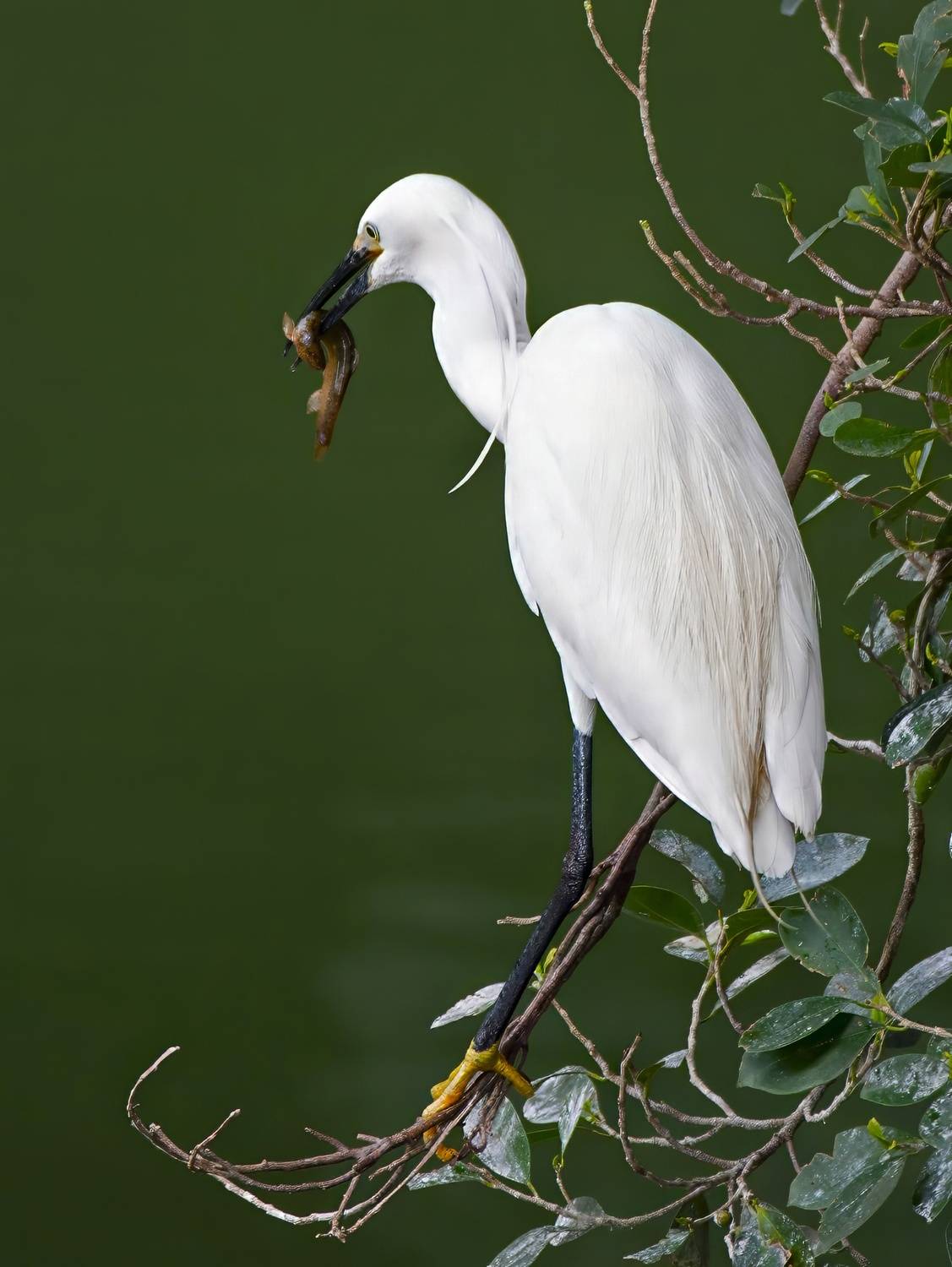цапля, птицы, Gurdina Lena