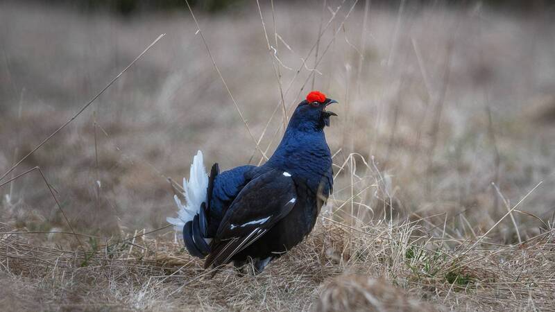 Тетерев фото превью