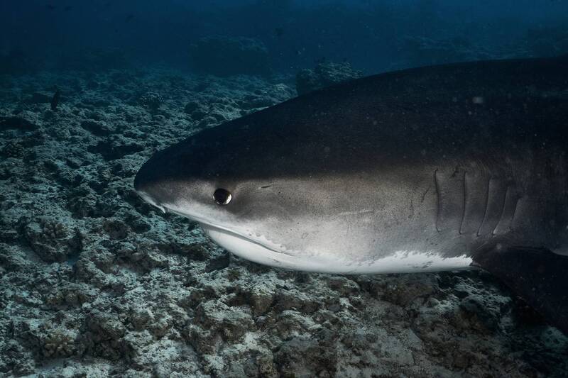 Tiger shark фото превью