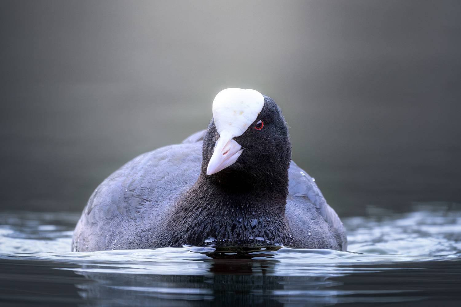 лысуха, птицы, водоплавающие, животные, Михаил Ездаков