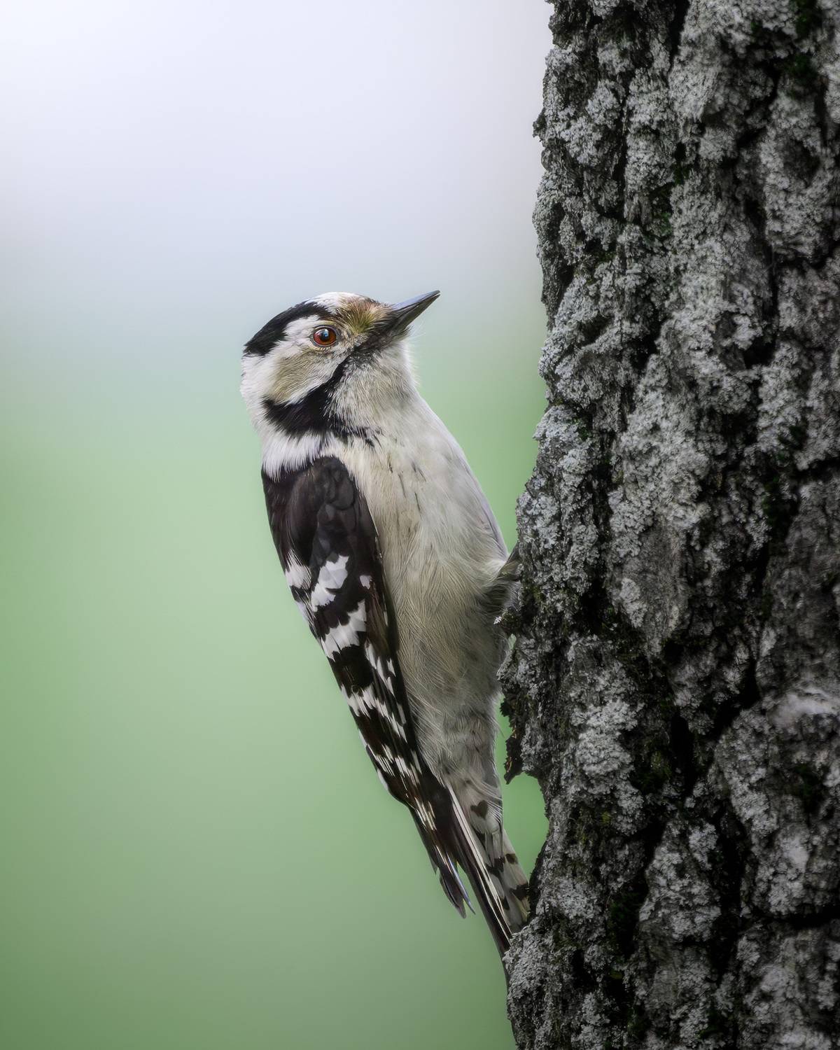 дятел, малый пёстрый дятел, фотоохота, животные, Михаил Ездаков