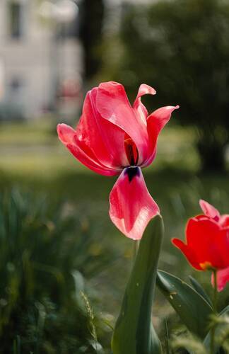 Тюльпанового месяца прикрасы.