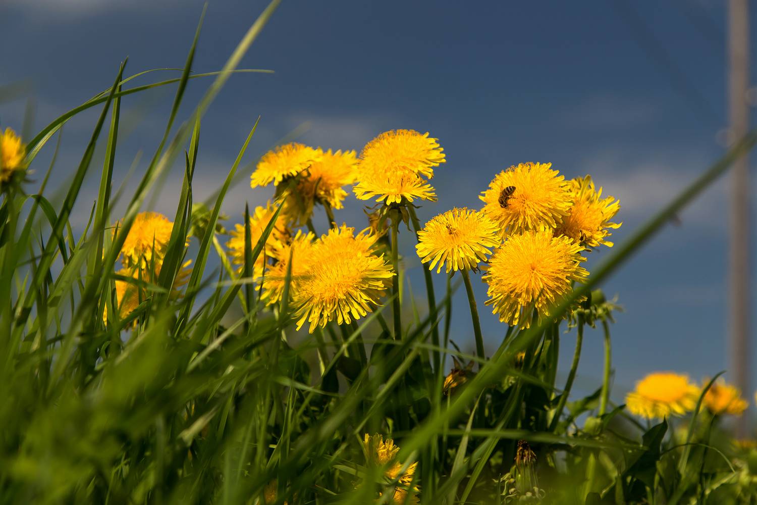 одуванчик, трава, пчела, цветы., Анкудинов Леонид